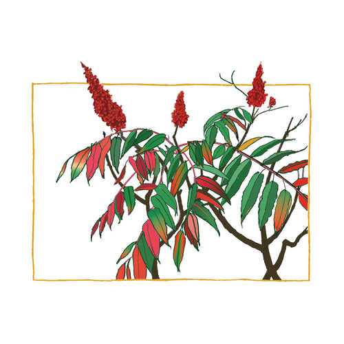 Sumac in Autumn - Digital Edition
